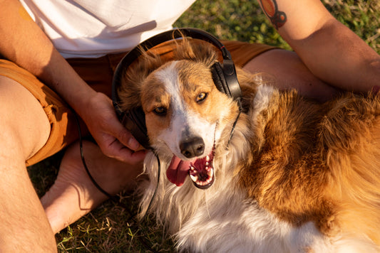 Combien de temps durent les chaleurs d’une chienne ?