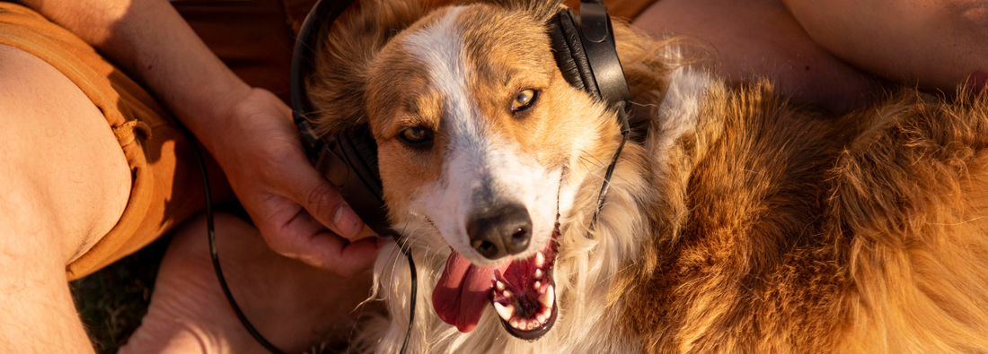 Combien de temps durent les chaleurs d’une chienne ?