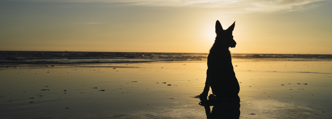 Comment faire le deuil de son chien ?