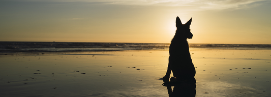 Comment faire le deuil de son chien ?