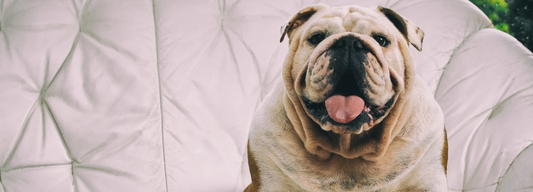 Comment faire maigrir son chien ?