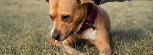 Comment faire vomir un chien ?