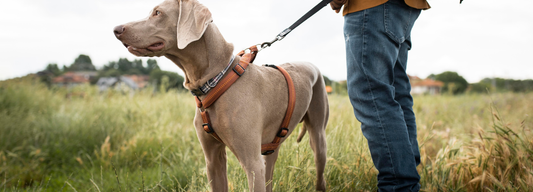 Comment mettre un harnais pour chien ?