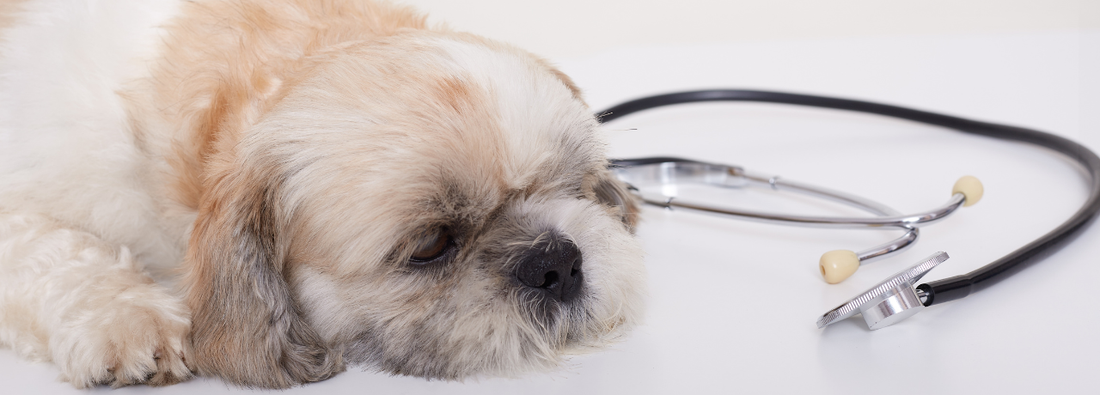 Comment savoir si mon chien a de la fièvre ?