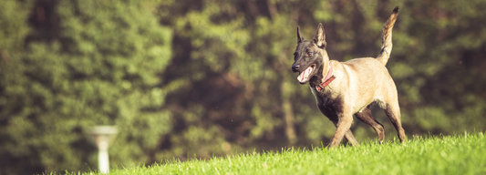 Pourquoi mon chien mange de l'herbe ?