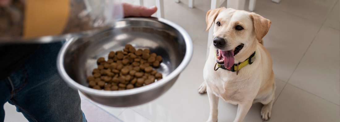 Combien de croquettes par jour pour un chien ?