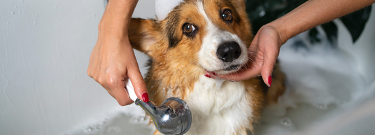 Comment laver son chien ?
