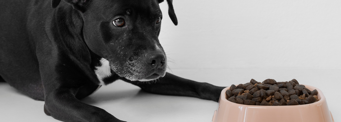 Combien de temps un chien peut rester sans manger ?