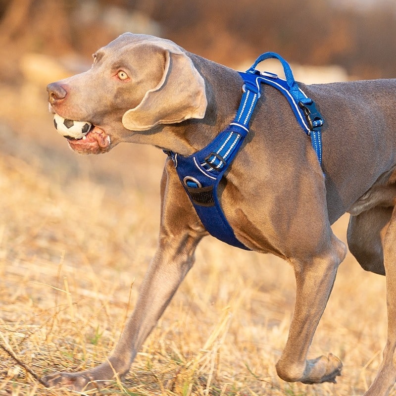 Harnais chien en Y réfléchissant, uni ou à motifs