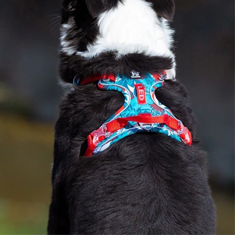 Harnais chien en Y réfléchissant, uni ou à motifs