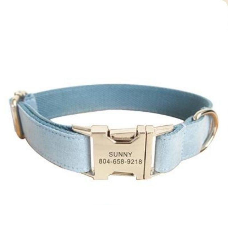 Collier pour chien en velours bleu clair avec plaque dorée gravée