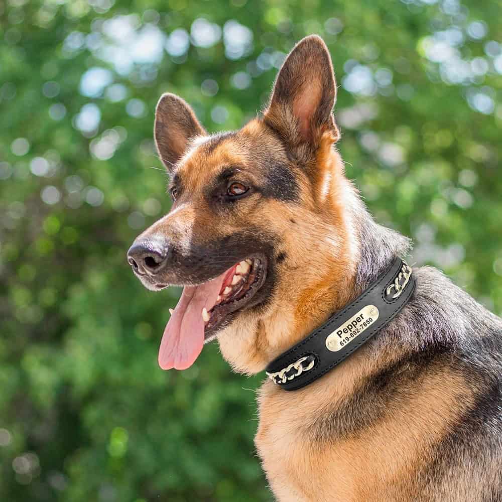 Collier chien cuir avec finitions dorées et style affirmé au quotidien