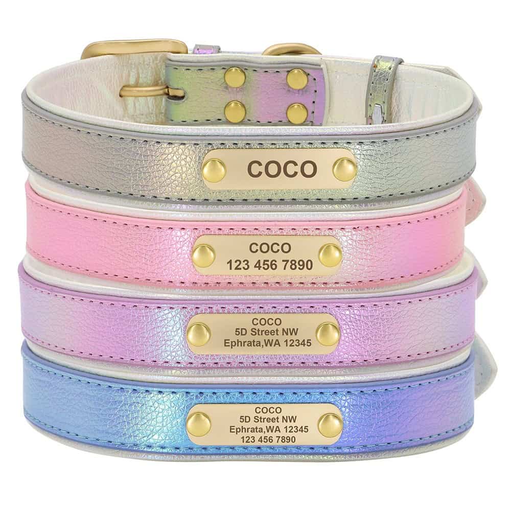 Vue du collier pour chien avec boucle dorée et anneau laisse