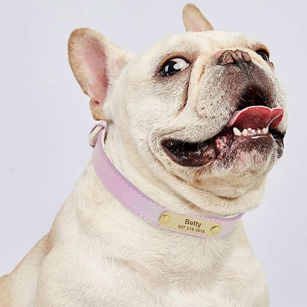 Collier personnalisé pour chien coloré avec fermeture réglable et plaque