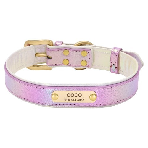 Collier personnalisé pour chien violet avec plaque dorée et boucle assortie