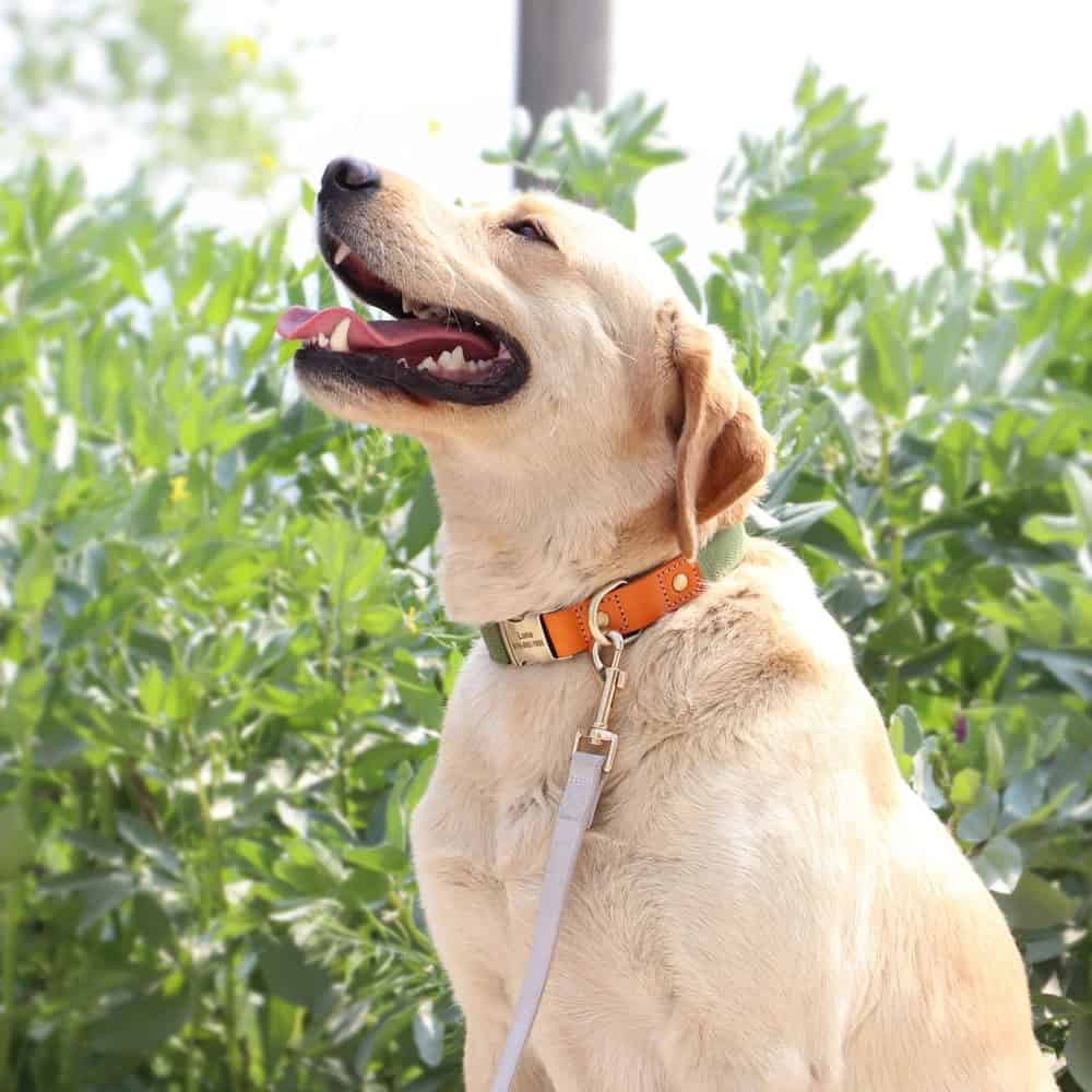Détail du collier personnalisé pour chien avec plaque gravée métallique