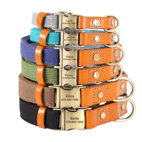 Collier personnalisé pour chien en cuir et nylon avec boucle gravée