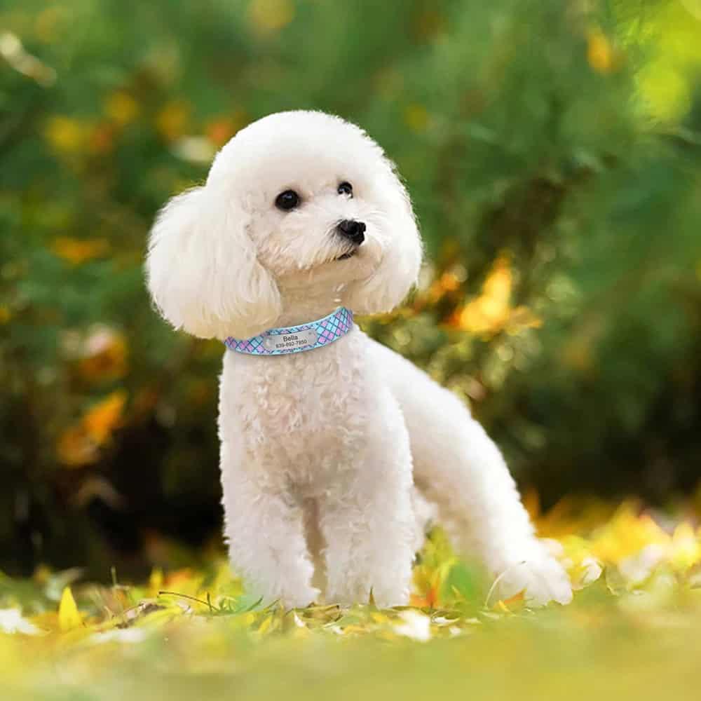 Détail du collier pour chien avec plaque gravée et boucle métallique