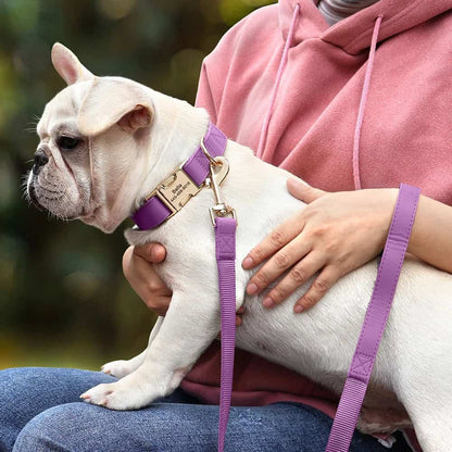 Collier pour chien en cuir confortable avec boucle métallique dorée