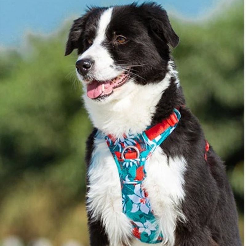 Harnais chien en Y réfléchissant, uni ou à motifs